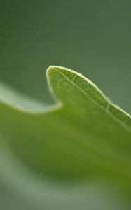 Preview wallpaper grass, plant, blurring