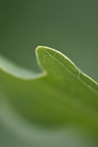 Preview wallpaper grass, plant, blurring