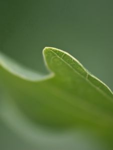 Preview wallpaper grass, plant, blurring