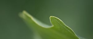 Preview wallpaper grass, plant, blurring