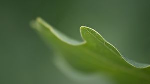 Preview wallpaper grass, plant, blurring