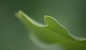 Preview wallpaper grass, plant, blurring