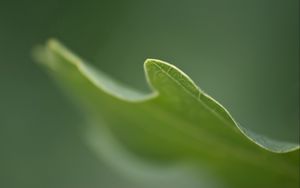 Preview wallpaper grass, plant, blurring