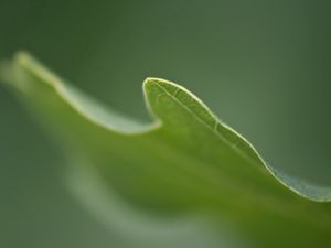 Preview wallpaper grass, plant, blurring