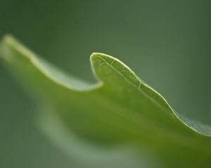 Preview wallpaper grass, plant, blurring