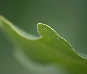 Preview wallpaper grass, plant, blurring