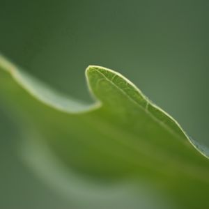 Preview wallpaper grass, plant, blurring