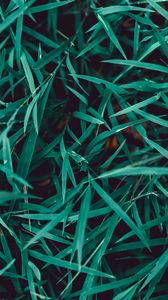 Preview wallpaper grass, plant, closeup, macro, green