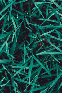 Preview wallpaper grass, plant, closeup, macro, green