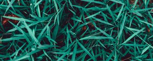 Preview wallpaper grass, plant, closeup, macro, green