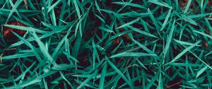 Preview wallpaper grass, plant, closeup, macro, green