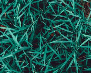Preview wallpaper grass, plant, closeup, macro, green