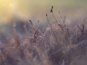 Preview wallpaper grass, plant, close-up, bush, blur