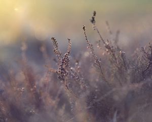 Preview wallpaper grass, plant, close-up, bush, blur