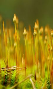 Preview wallpaper grass, plant, close-up, blurred