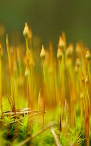 Preview wallpaper grass, plant, close-up, blurred