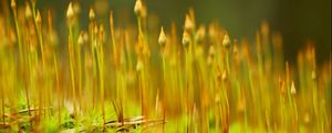 Preview wallpaper grass, plant, close-up, blurred