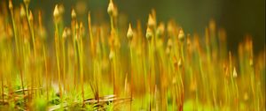 Preview wallpaper grass, plant, close-up, blurred