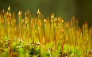 Preview wallpaper grass, plant, close-up, blurred