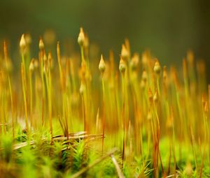 Preview wallpaper grass, plant, close-up, blurred