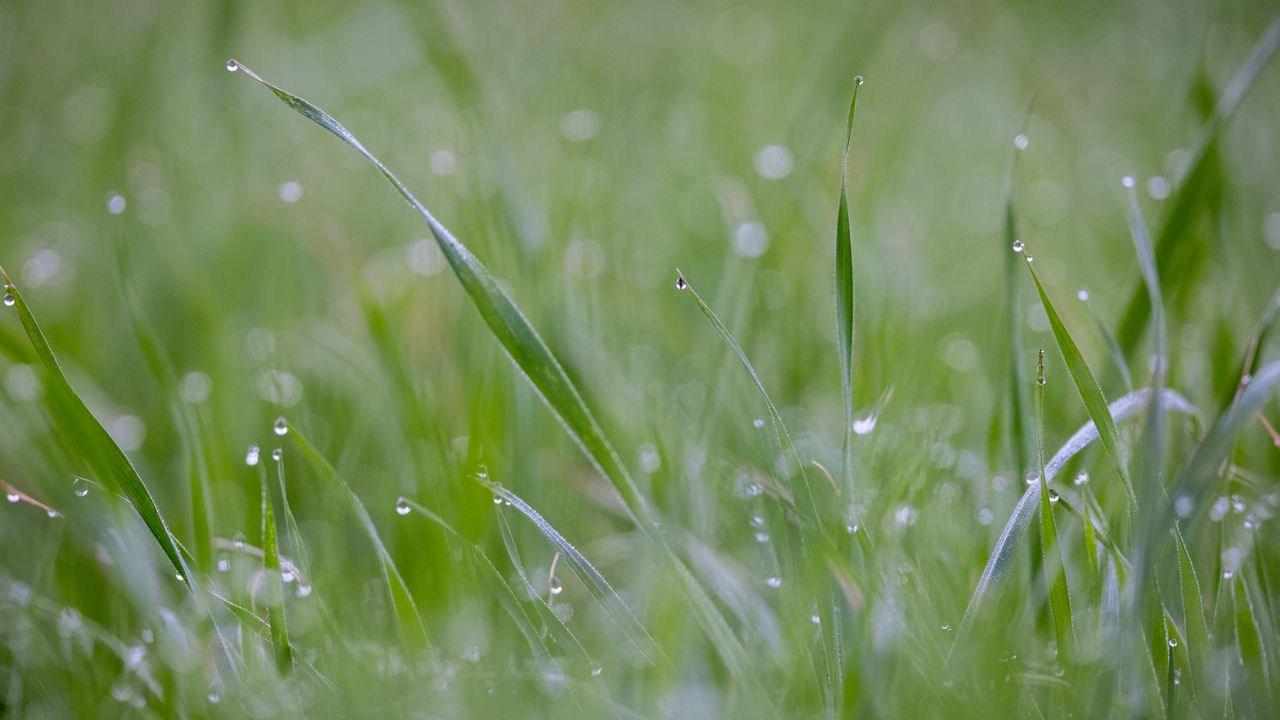 Wallpaper grass, plant, dew, drops, wet, macro, green