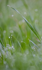 Preview wallpaper grass, plant, dew, drops, wet, macro, green