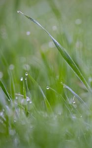 Preview wallpaper grass, plant, dew, drops, wet, macro, green