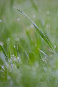 Preview wallpaper grass, plant, dew, drops, wet, macro, green