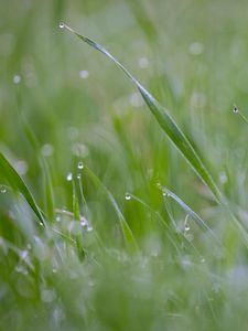 Preview wallpaper grass, plant, dew, drops, wet, macro, green
