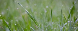 Preview wallpaper grass, plant, dew, drops, wet, macro, green