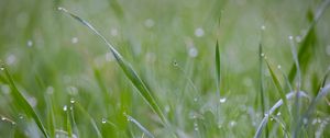 Preview wallpaper grass, plant, dew, drops, wet, macro, green