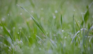 Preview wallpaper grass, plant, dew, drops, wet, macro, green