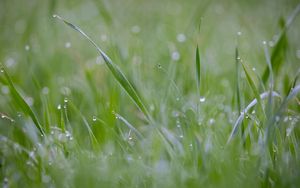 Preview wallpaper grass, plant, dew, drops, wet, macro, green