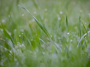 Preview wallpaper grass, plant, dew, drops, wet, macro, green