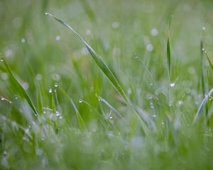 Preview wallpaper grass, plant, dew, drops, wet, macro, green