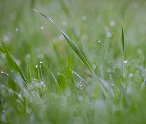 Preview wallpaper grass, plant, dew, drops, wet, macro, green