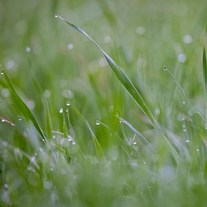 Preview wallpaper grass, plant, dew, drops, wet, macro, green