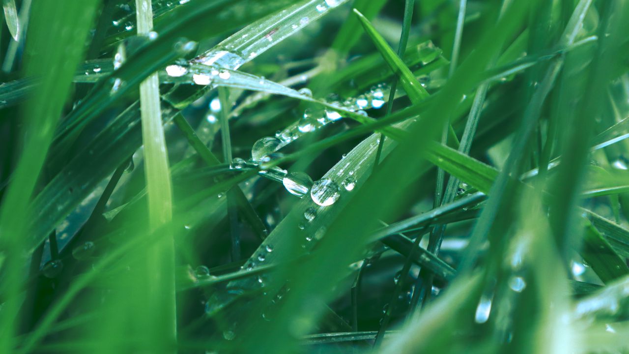 Wallpaper grass, plant, drops, macro, green