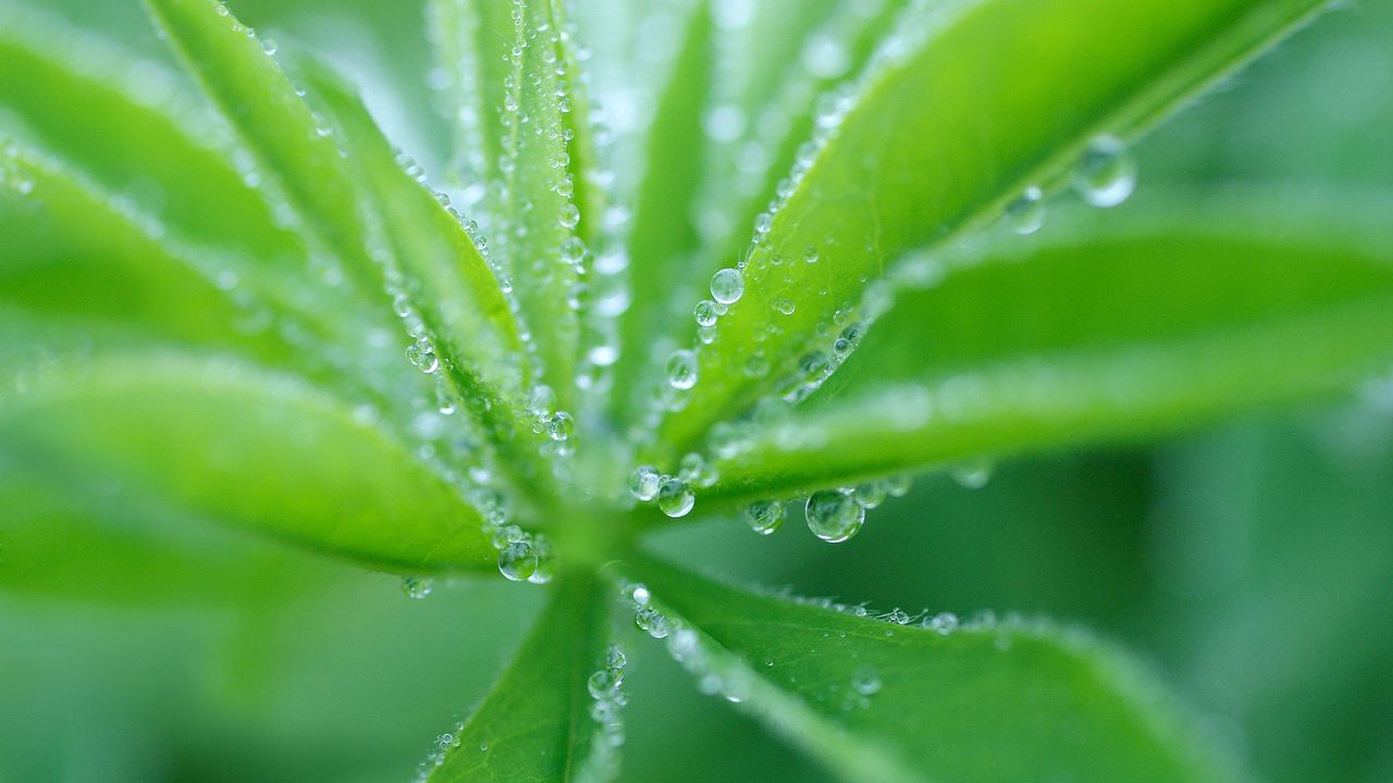 Wallpaper grass, plant, drops, dew