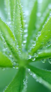 Preview wallpaper grass, plant, drops, dew