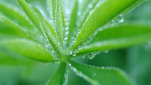 Preview wallpaper grass, plant, drops, dew