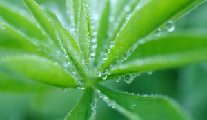 Preview wallpaper grass, plant, drops, dew