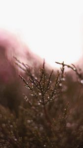 Preview wallpaper grass, plant, drops, dew