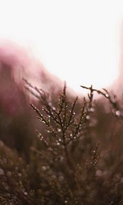 Preview wallpaper grass, plant, drops, dew