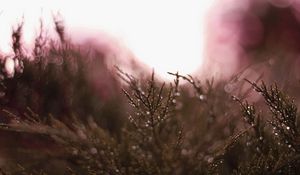 Preview wallpaper grass, plant, drops, dew