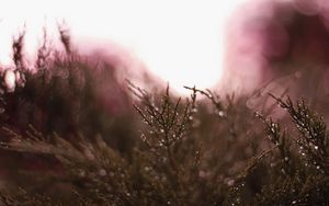 Preview wallpaper grass, plant, drops, dew