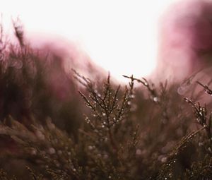 Preview wallpaper grass, plant, drops, dew