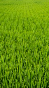 Preview wallpaper grass, plant, field, green