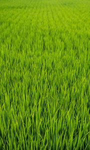 Preview wallpaper grass, plant, field, green