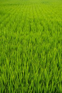 Preview wallpaper grass, plant, field, green